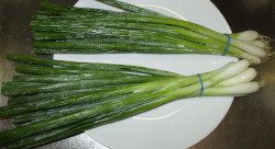 Green Onion