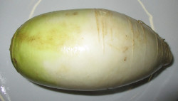 Korean Radish